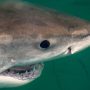 First Publication on White Sharks