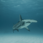 Measuring Hammerhead Sharks with Lasers