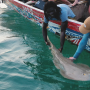 RUG and IBAP tag first critically endangered sharks and rays in West Africa